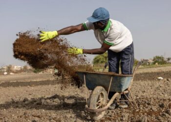 La guerra con Irán obliga a agricultores a buscar otros fertilizantes, del estiércol al compost