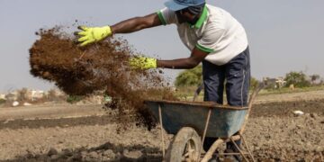 La guerra con Irán obliga a agricultores a buscar otros fertilizantes, del estiércol al compost