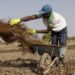 La guerra con Irán obliga a agricultores a buscar otros fertilizantes, del estiércol al compost