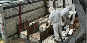 Millones de abejas melíferas escapan en Texas tras choque de camión que transportaba colmenas