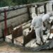 Millones de abejas melíferas escapan en Texas tras choque de camión que transportaba colmenas
