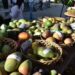 Apertura de Expo Mango 2026 proyecta exportaciones históricas