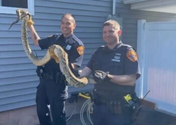 Atrapan culebra de 8 pies de largo debajo del piso de casa con familia en Nueva Jersey