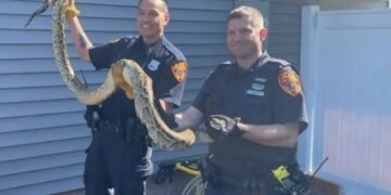 Atrapan culebra de 8 pies de largo debajo del piso de casa con familia en Nueva Jersey
