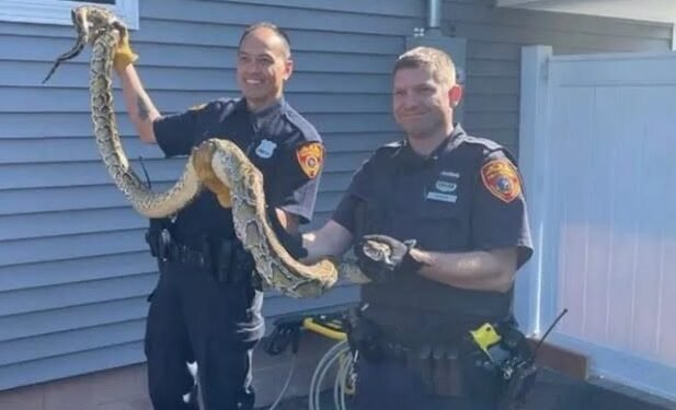 Atrapan culebra de 8 pies de largo debajo del piso de casa con familia en Nueva Jersey