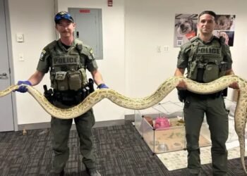 Atrapan enorme serpiente en Coney Island – Brooklyn; dominicanos visitan el lugar