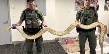 Atrapan enorme serpiente en Coney Island – Brooklyn; dominicanos visitan el lugar