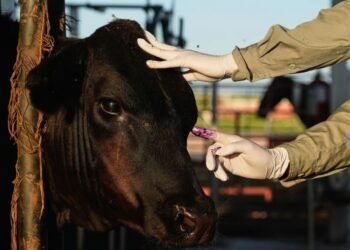México reanuda venta de ganado a EEUU bajo fuerte control y riesgo de la plaga del gusano barrenador