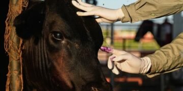 México reanuda venta de ganado a EEUU bajo fuerte control y riesgo de la plaga del gusano barrenador
