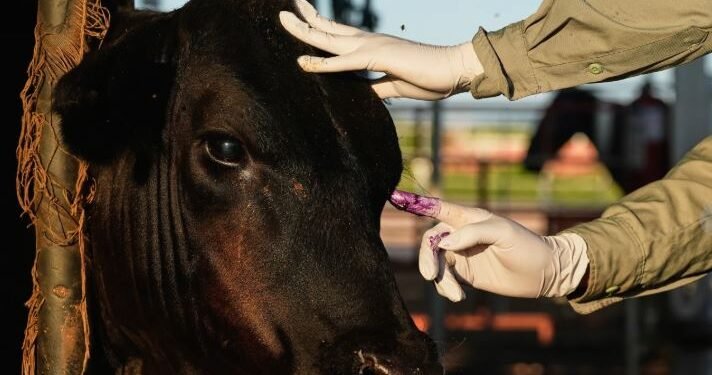 México reanuda venta de ganado a EEUU bajo fuerte control y riesgo de la plaga del gusano barrenador