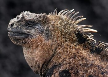 Autoridades ecuatorianas confiscan 32 iguanas marinas y arrestan a una mujer rusa