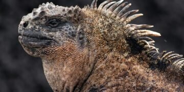Autoridades ecuatorianas confiscan 32 iguanas marinas y arrestan a una mujer rusa