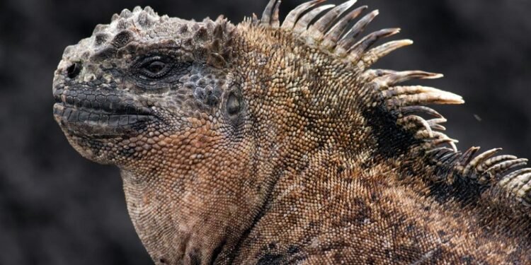 Autoridades ecuatorianas confiscan 32 iguanas marinas y arrestan a una mujer rusa