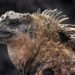 Autoridades ecuatorianas confiscan 32 iguanas marinas y arrestan a una mujer rusa