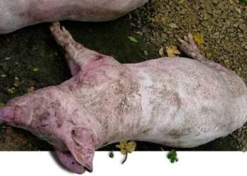 Criadores de cerdos de Capotillo alertan por muertes de animales con síntomas sospechosos