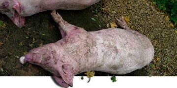 Criadores de cerdos de Capotillo alertan por muertes de animales con síntomas sospechosos
