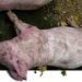 Criadores de cerdos de Capotillo alertan por muertes de animales con síntomas sospechosos