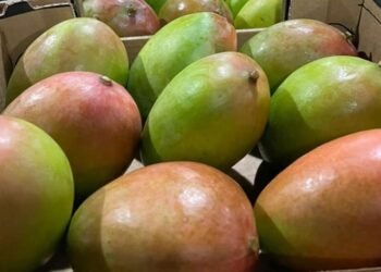 Retiran del mercado de NY, NJ, CT y PA mangos por riesgo de salmonela