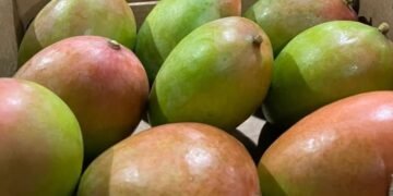 Retiran del mercado de NY, NJ, CT y PA mangos por riesgo de salmonela