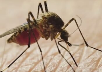 NYC registra en 2026 más casos que en todo 2025 del Virus Nilo Occidental