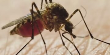 NYC registra en 2026 más casos que en todo 2025 del Virus Nilo Occidental
