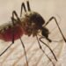 NYC registra en 2026 más casos que en todo 2025 del Virus Nilo Occidental