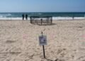 NOAA dice que nidos de tortuga marina en California son una novedad en la costa oeste de EEUU