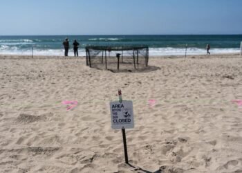NOAA dice que nidos de tortuga marina en California son una novedad en la costa oeste de EEUU