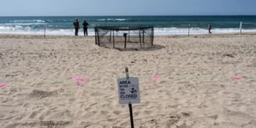 NOAA dice que nidos de tortuga marina en California son una novedad en la costa oeste de EEUU