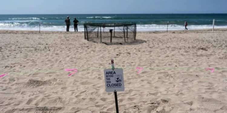 NOAA dice que nidos de tortuga marina en California son una novedad en la costa oeste de EEUU