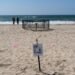 NOAA dice que nidos de tortuga marina en California son una novedad en la costa oeste de EEUU