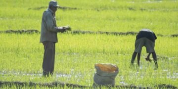 EE. UU. considera importante derogar decreto que salvaguarda la producción de arroz de RD