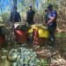 En Azua desmantela laboratorio clandestino de bebidas alcohólicas adulteradas