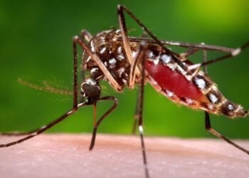 Brote de dengue