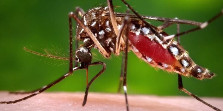 Brote de dengue