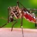 Brote de dengue