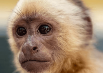 Autoridades trasladan al Zoológico al «narcomono» incautado en las costas de Baní