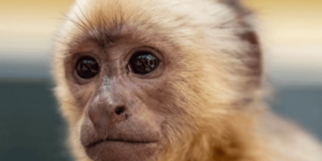 Autoridades trasladan al Zoológico al «narcomono» incautado en las costas de Baní
