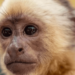 Autoridades trasladan al Zoológico al «narcomono» incautado en las costas de Baní