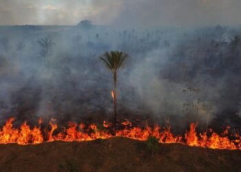 Advierten que avances de la ultraderecha en el Congreso de Brasil amenazan protecciones ambientales