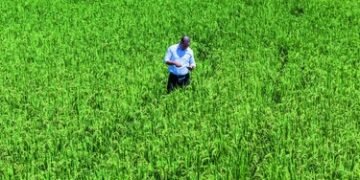 Poder Ejecutivo elimina protección al arroz tras planteamiento de Estados Unidos