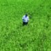 Poder Ejecutivo elimina protección al arroz tras planteamiento de Estados Unidos